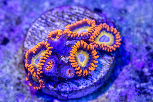 Blondies Zoa