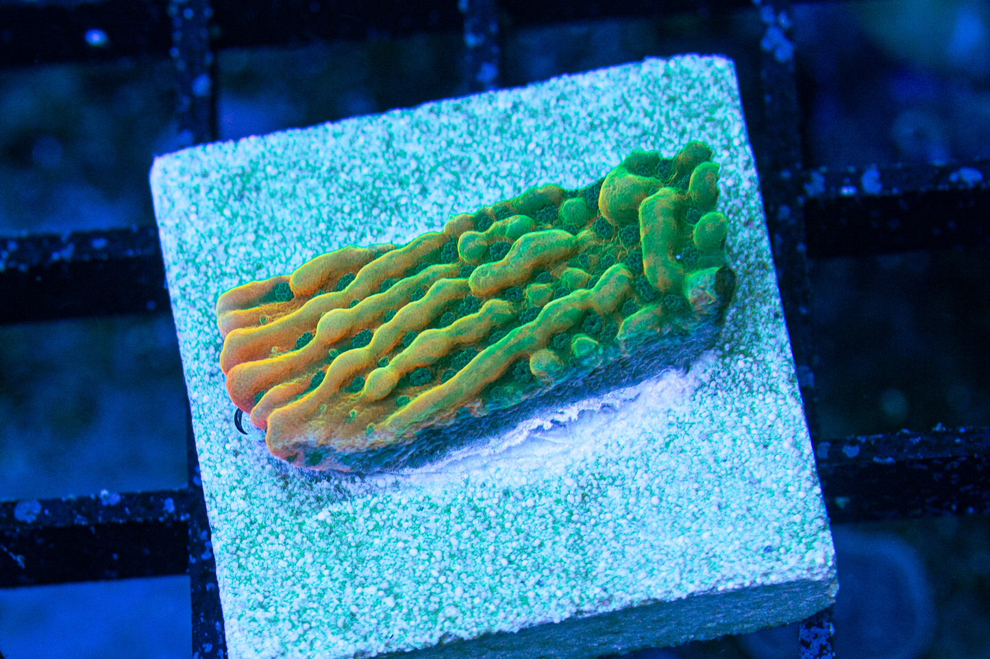 JF Beach Bum Montipora