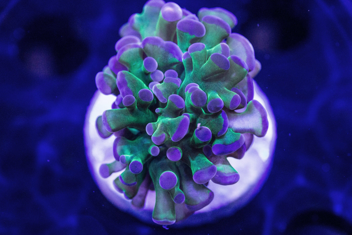 BiColor Hammer (Branching)