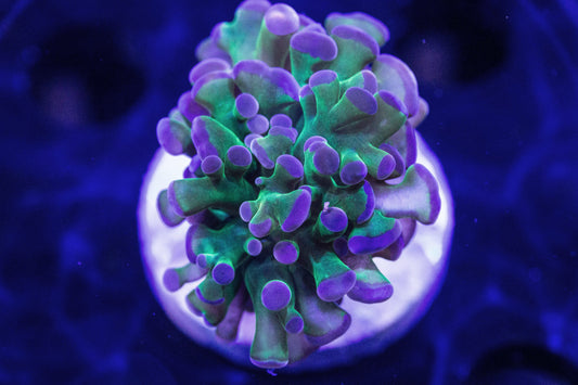 BiColor Hammer (Branching)