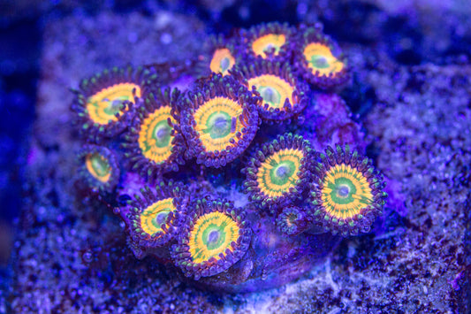 Citrus Cooler Zoa