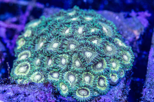 Danger Zone Zoa