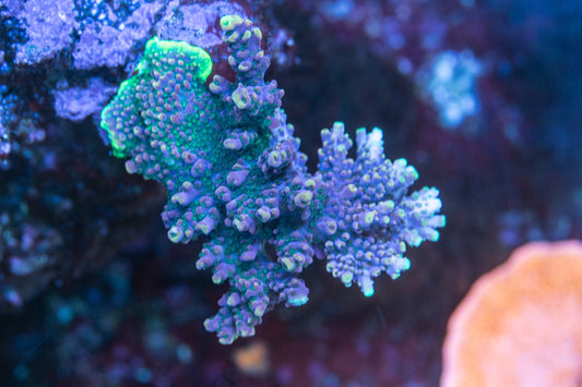 Dusk Dream Acropora