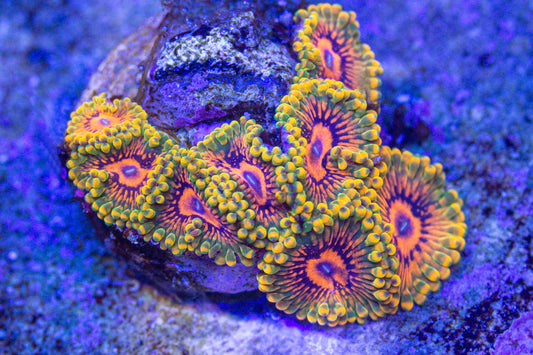 Grand Master Krakatoa