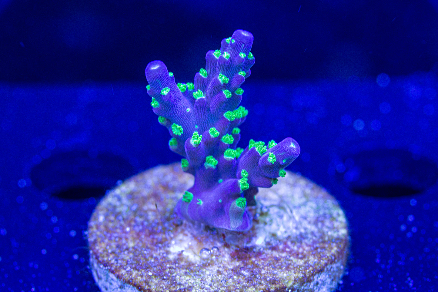 GARF Bonsai acropora