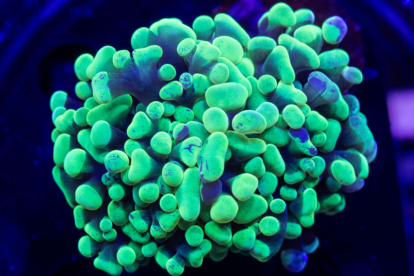 Highlighter Green Hammer (branching)