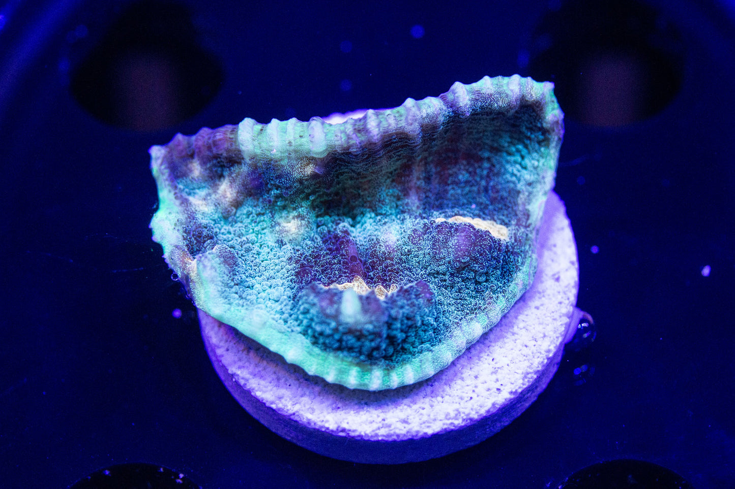 JF Raja Rampage Chalice