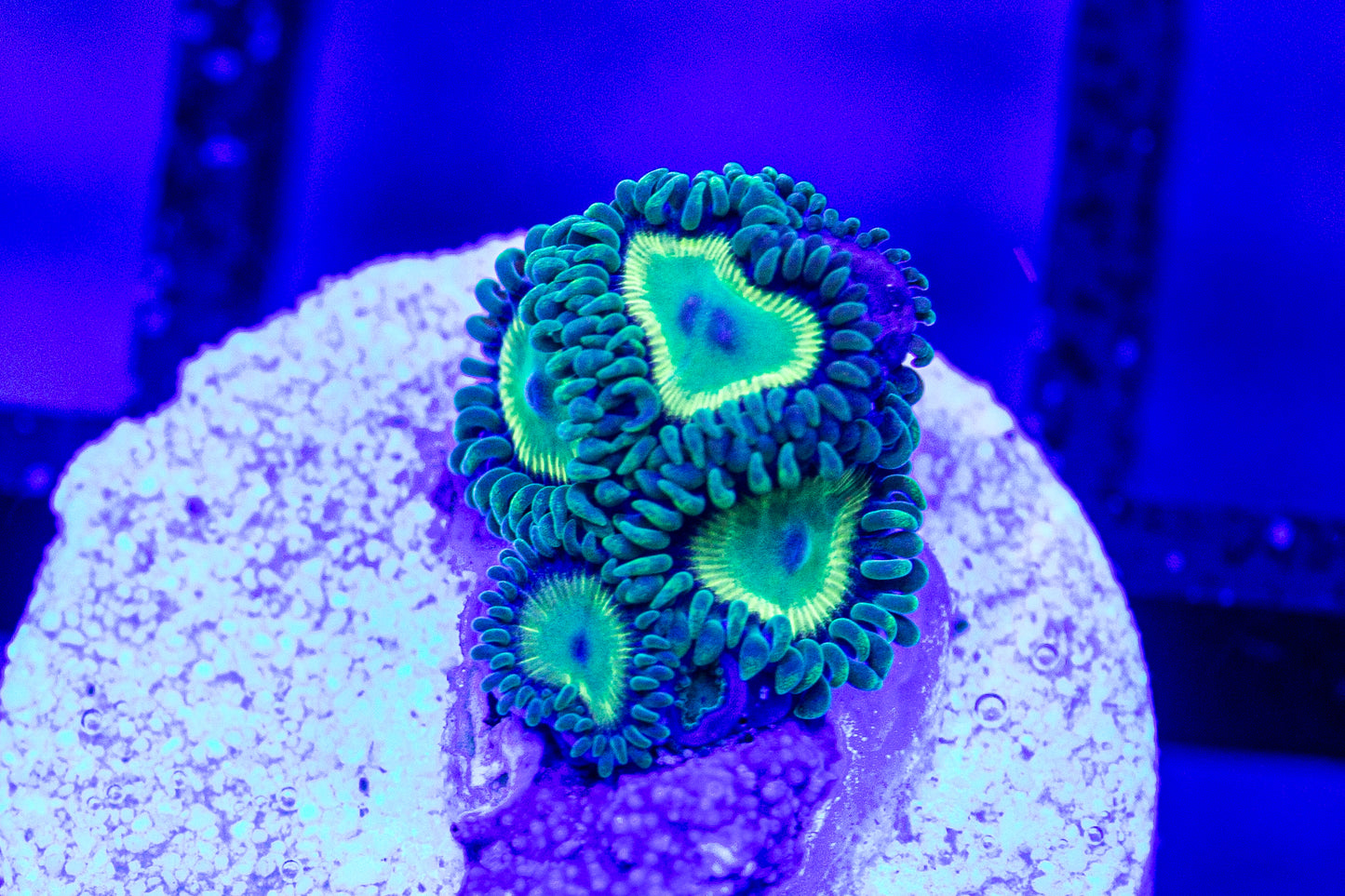 Jeepers Creepers Zoa