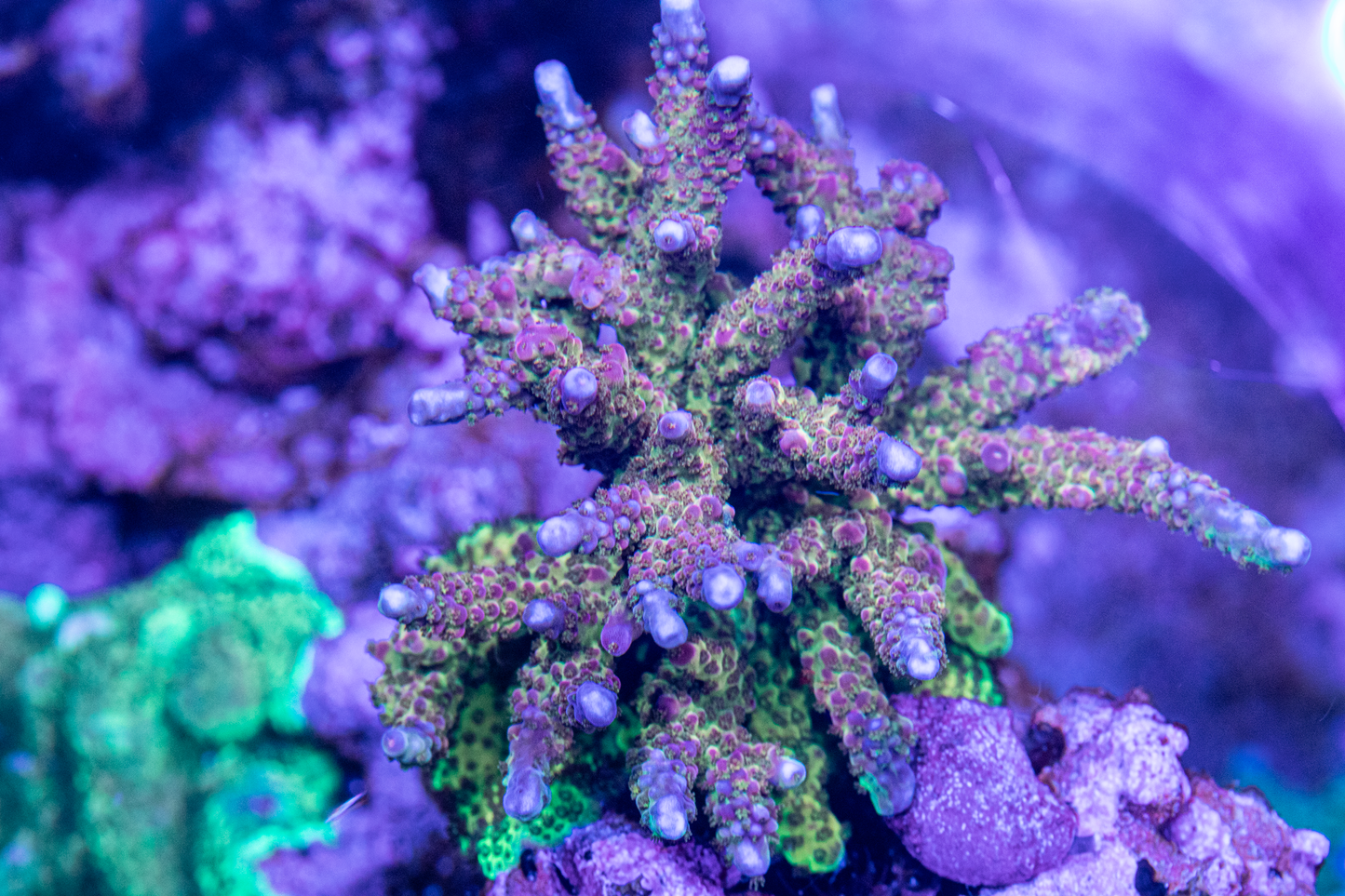 Jester's Muse Acropora