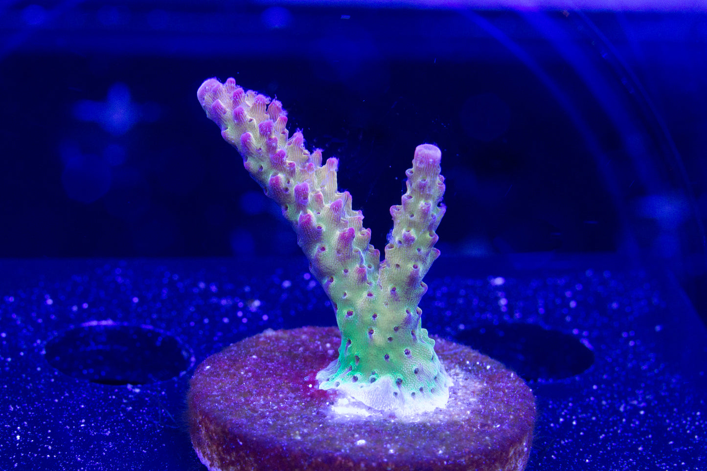 PC Rainbow Acropora