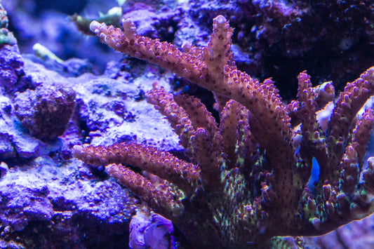 PC Rainbow Acropora
