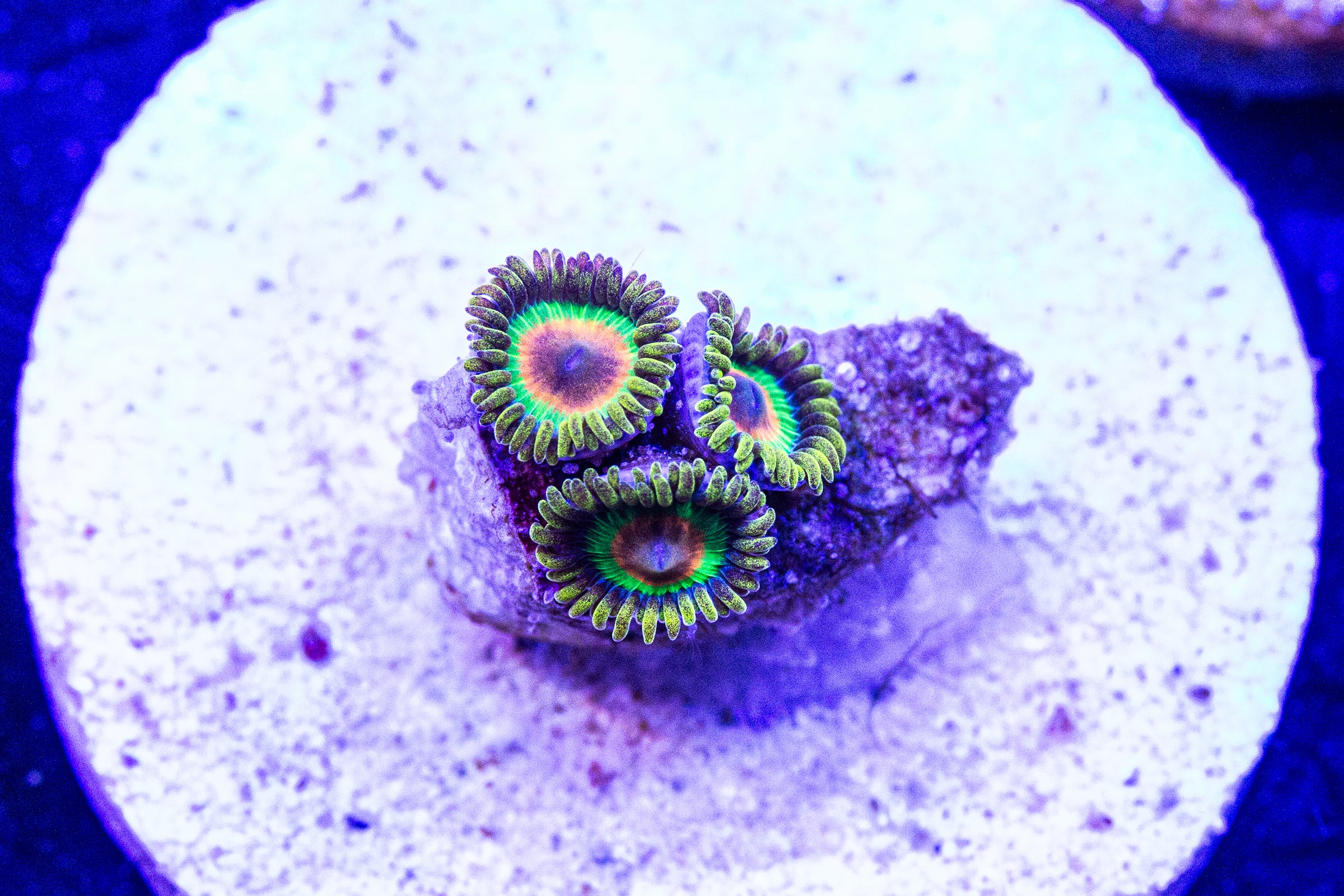 Rasta Zoanthids Reefeco