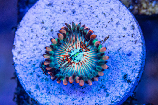 Seduction Paly (White Zombies)