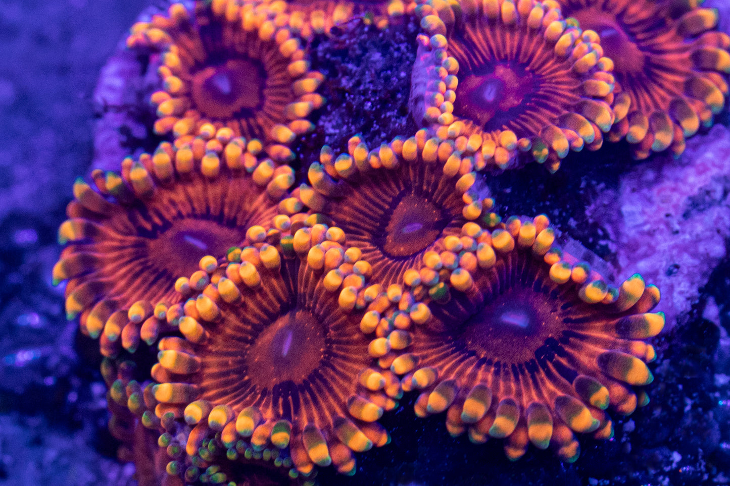 Speckled Krakatoa Zoa