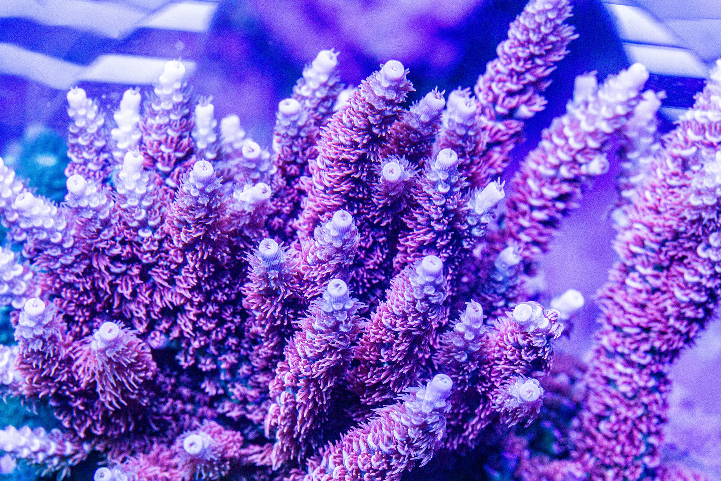 TGC Cherry Bomb Tenuis