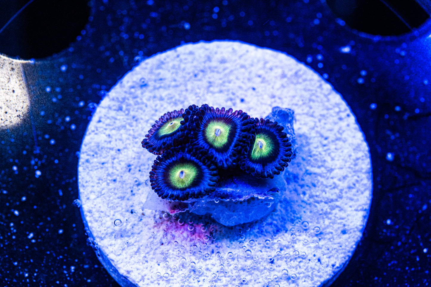 AOI Zoas