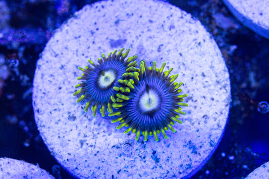 Avatar Zoa