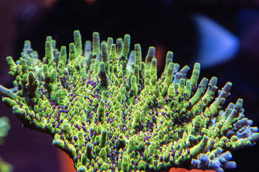 Toxic Avenger Acropora