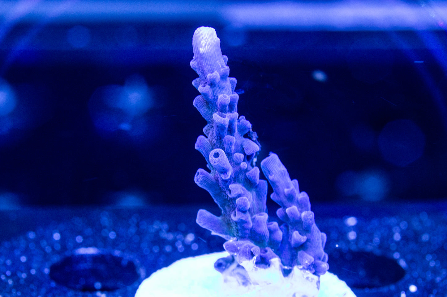Cali Tort Acropora
