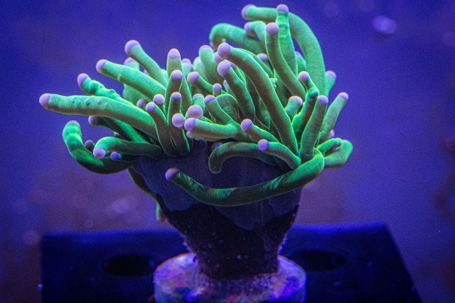 Cotton Candy Torch (Branching)