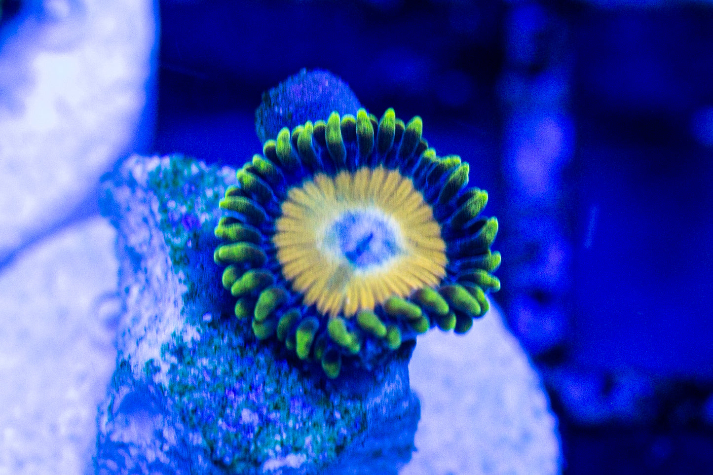 Scrambled Egg Zoas