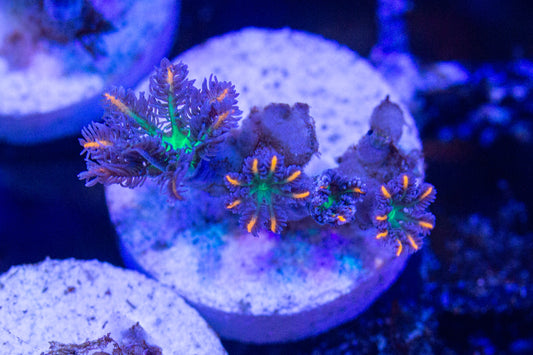 Fireworks Clove Polyps