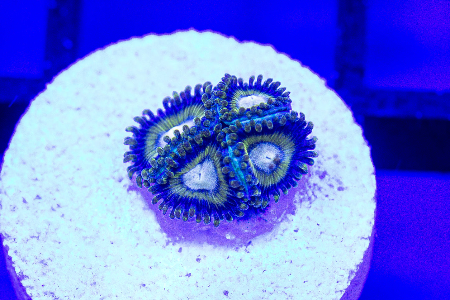 Frozen Hornet Zoas