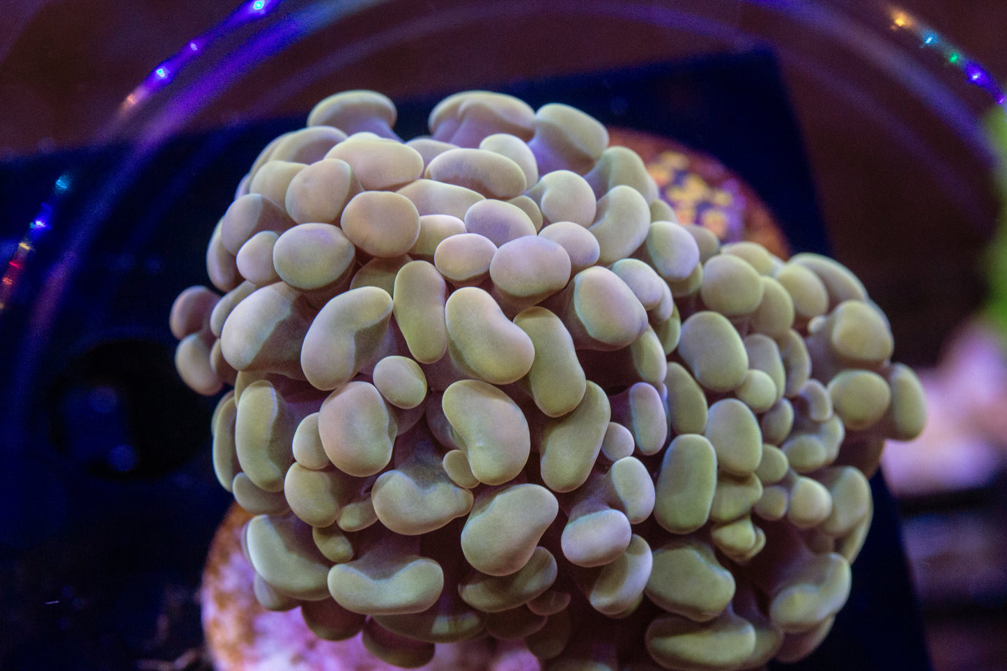 Gold Hammer (Branching)