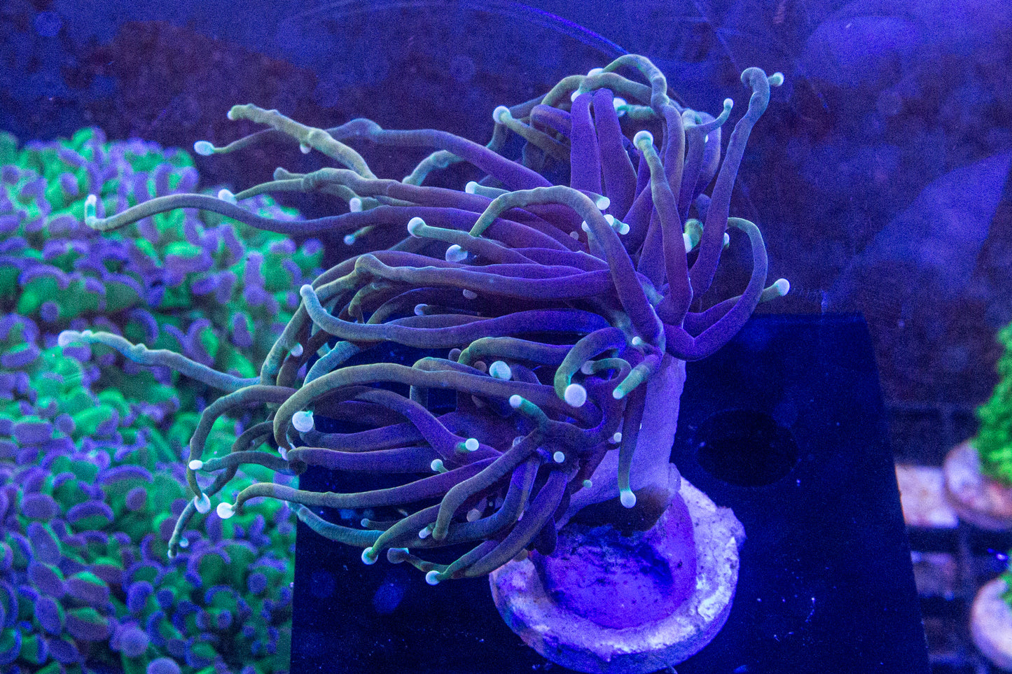 Dragon Soul Torch (Branching)