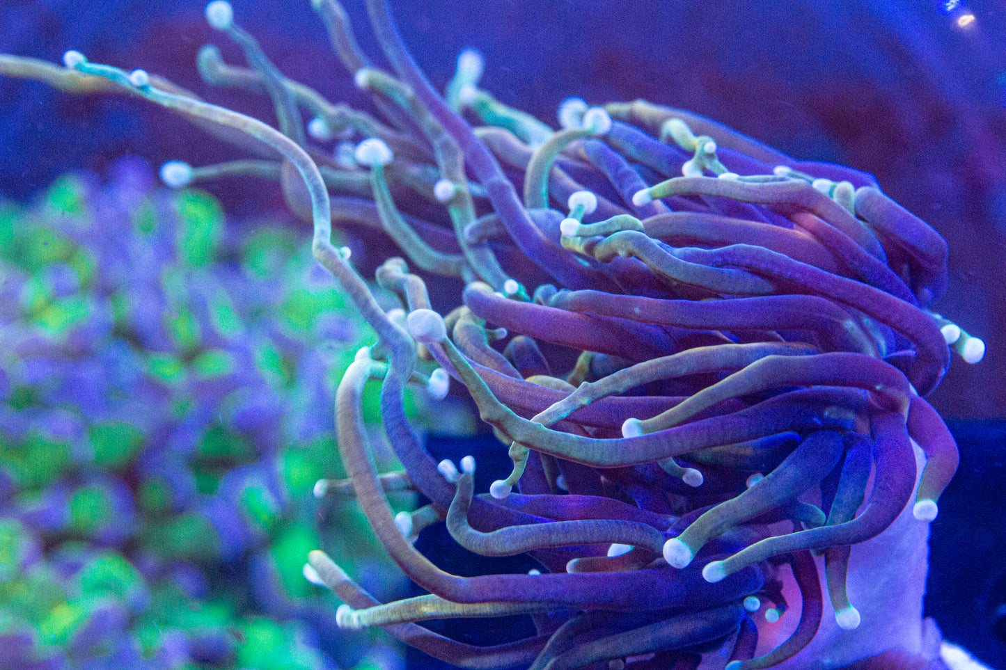 Dragon Soul Torch (Branching)