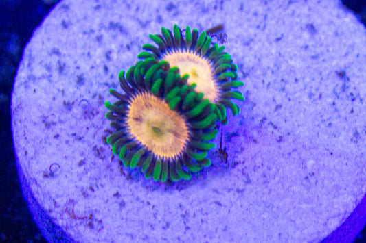 Laser Lemon Zoa