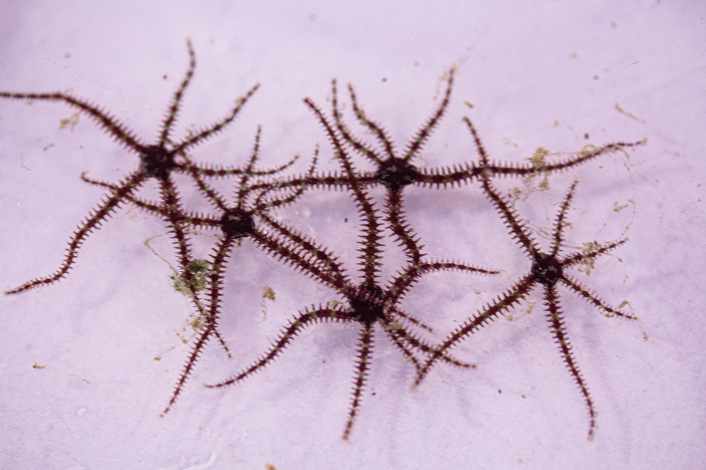 Mini Brittle Stars