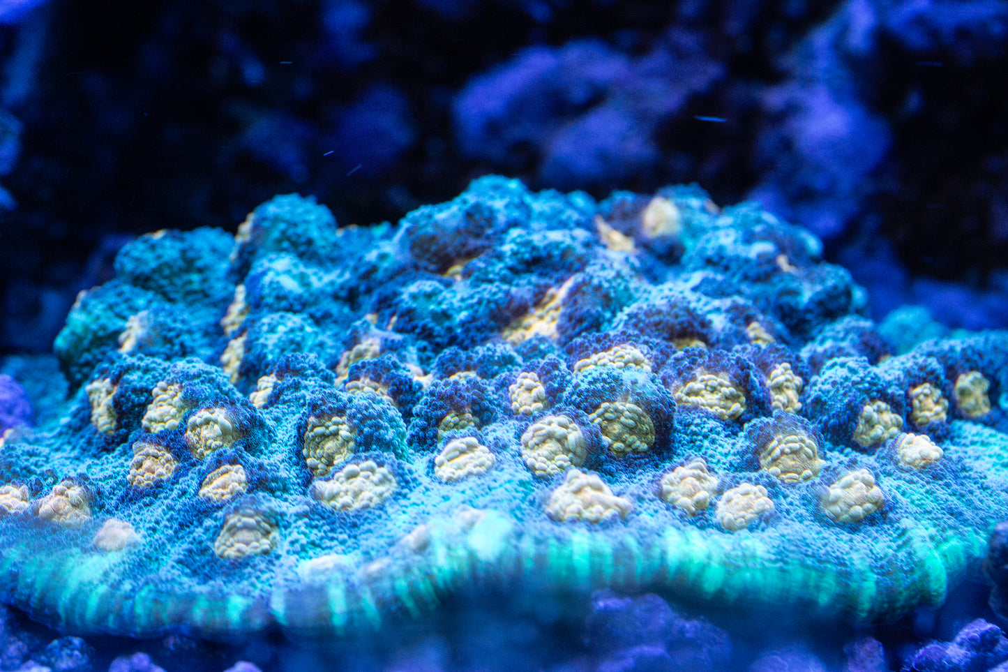 JF Raja Rampage Chalice