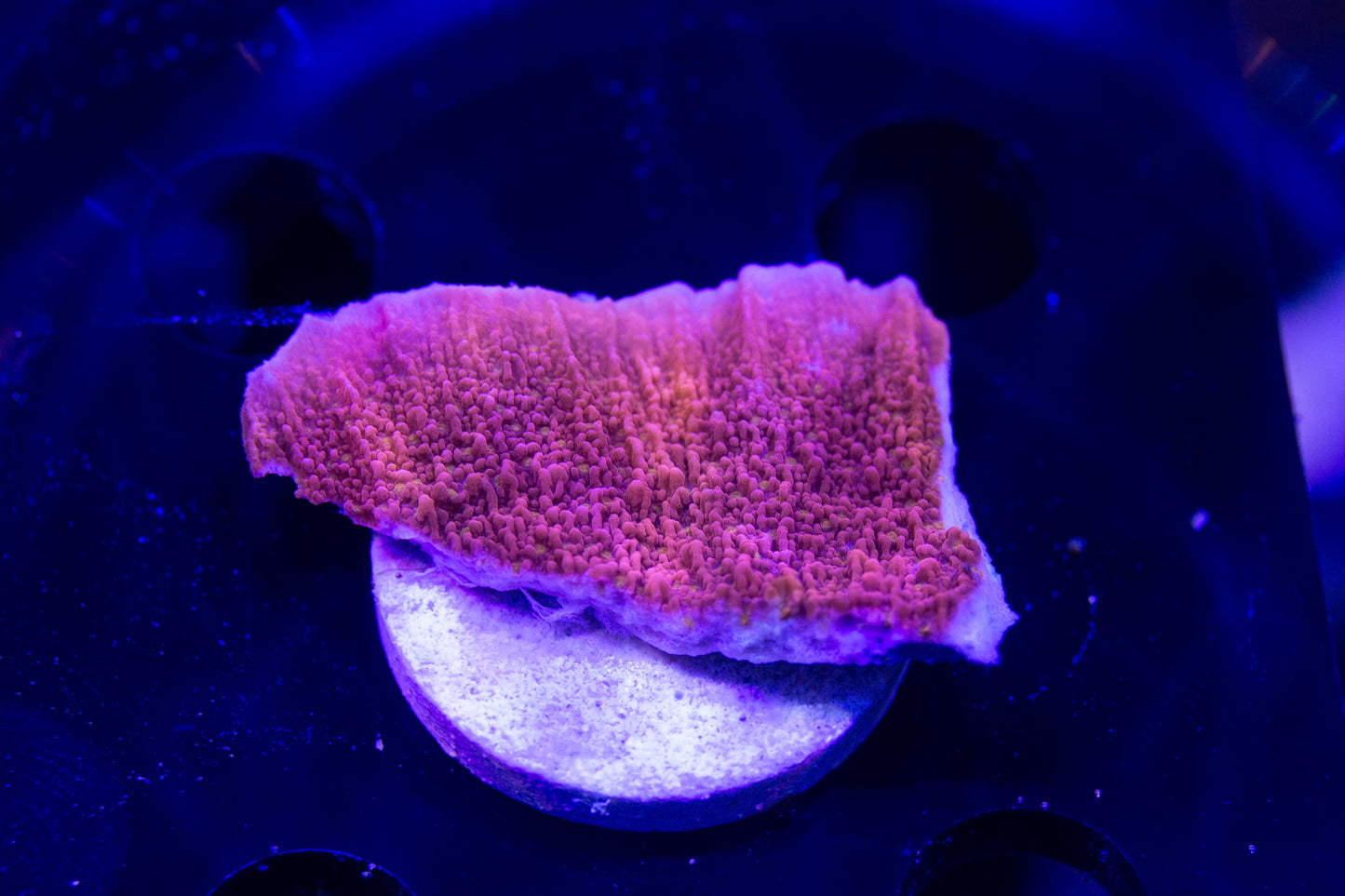 Red Montipora Capricornus