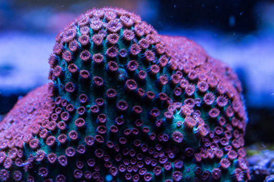 TSA South Beach Cyphastrea