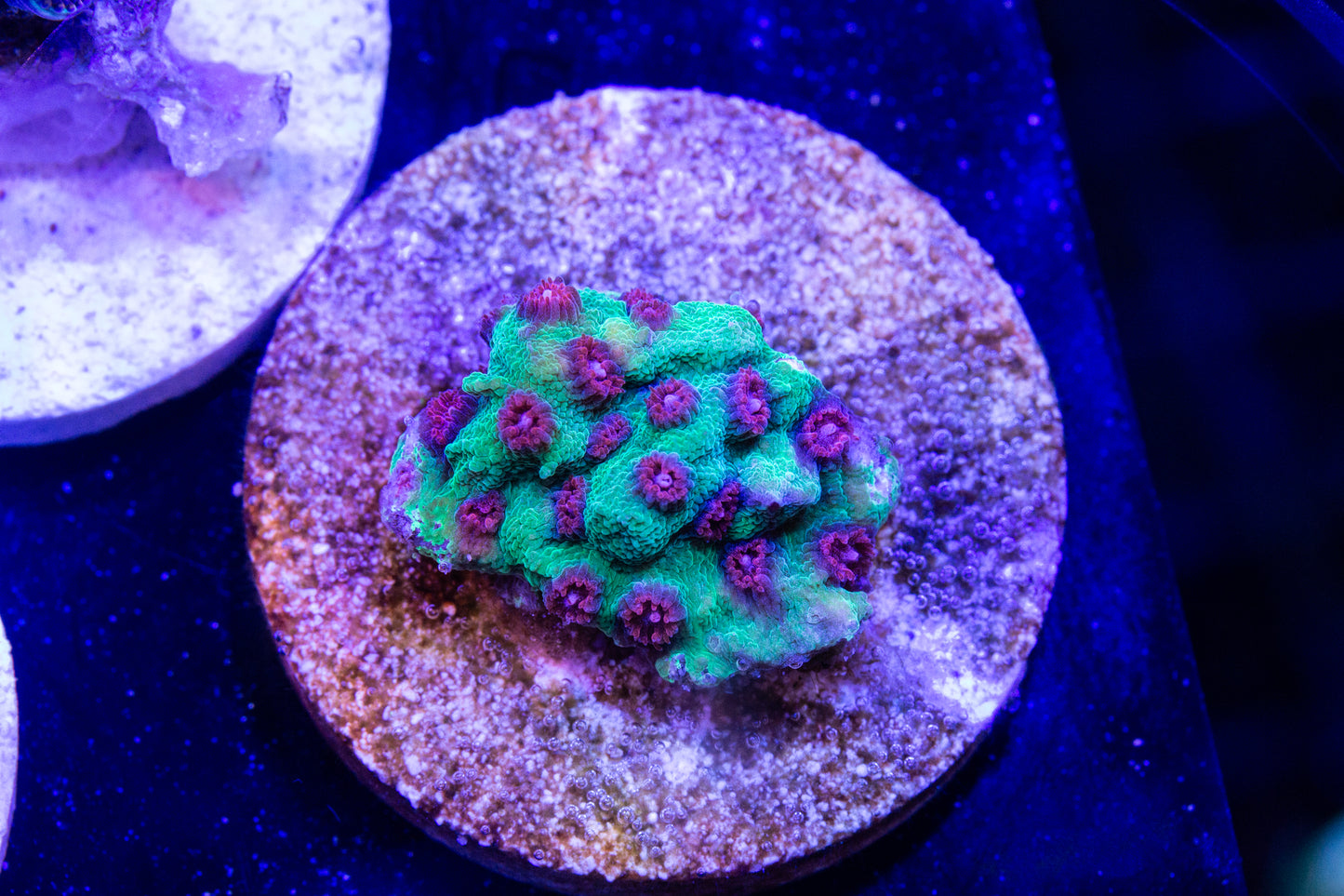 TSA South Beach Cyphastrea