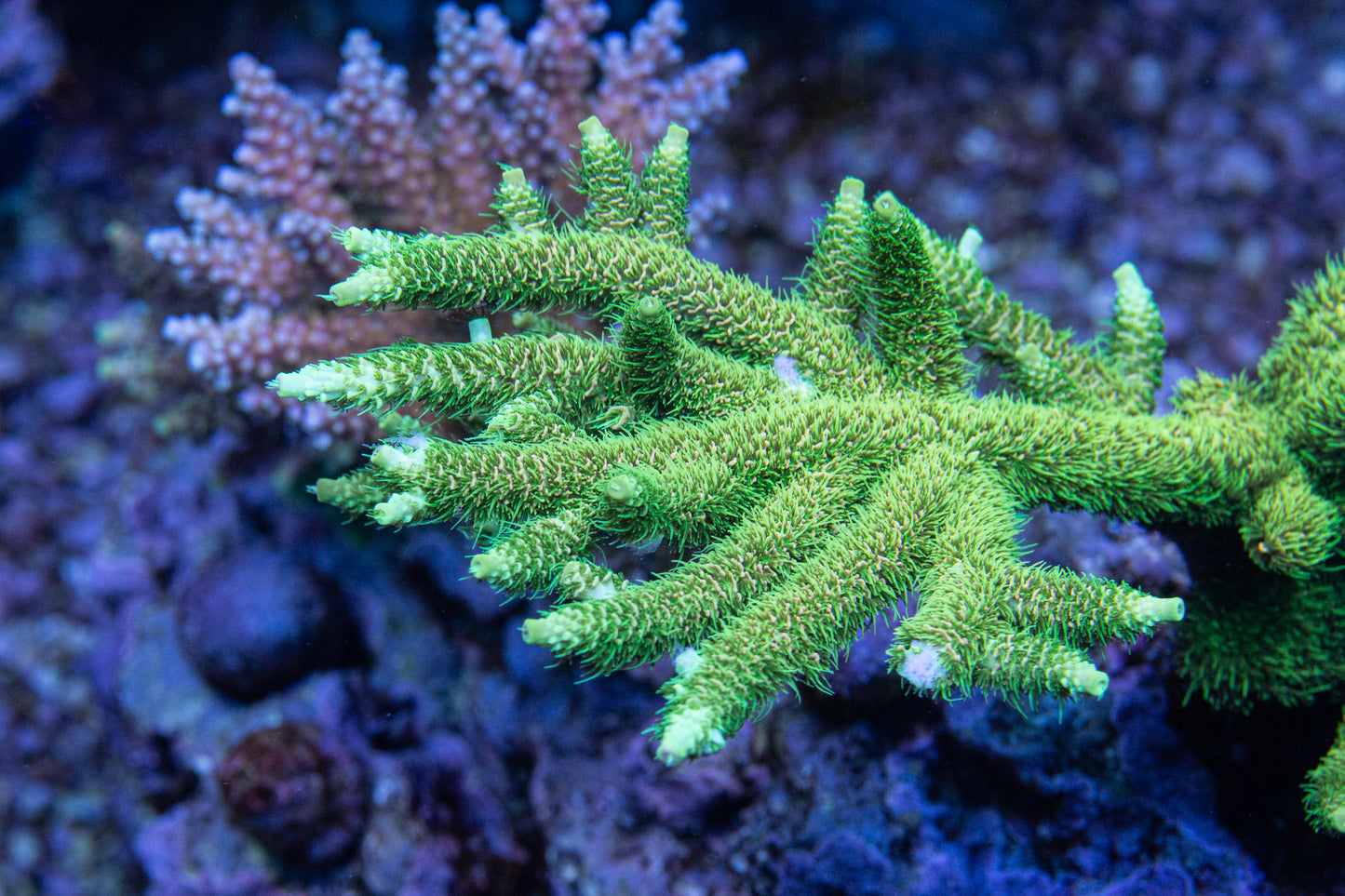 Sunset Millepora