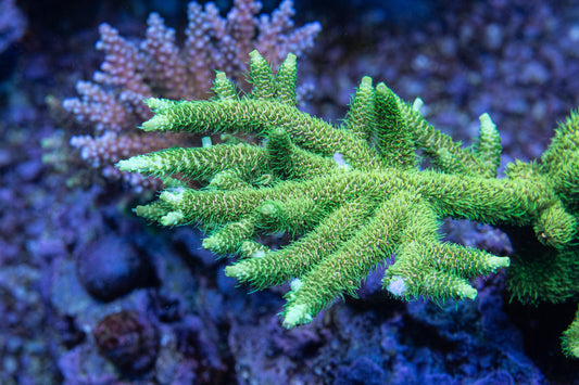 Sunset Millepora