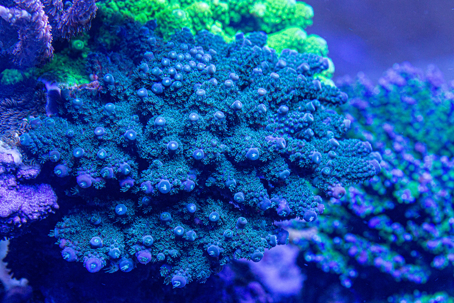 BC Blue Moon Humilis