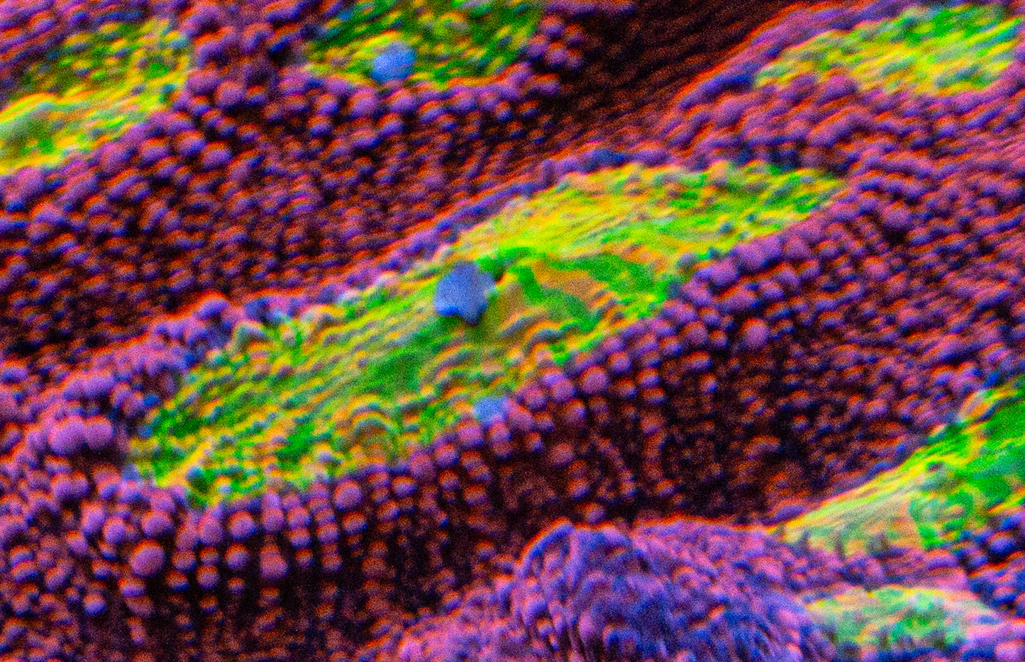 CB Pink Boobies Chalice