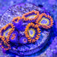 Blondies Zoa
