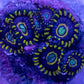 Blue Hornets Zoa