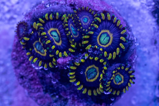 Blue Hornets Zoa