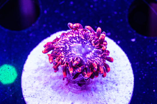 Utter Chaos Zoas