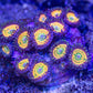 Citrus Cooler Zoa