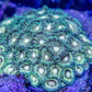Danger Zone Zoa