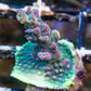 Dusk Dream Acropora