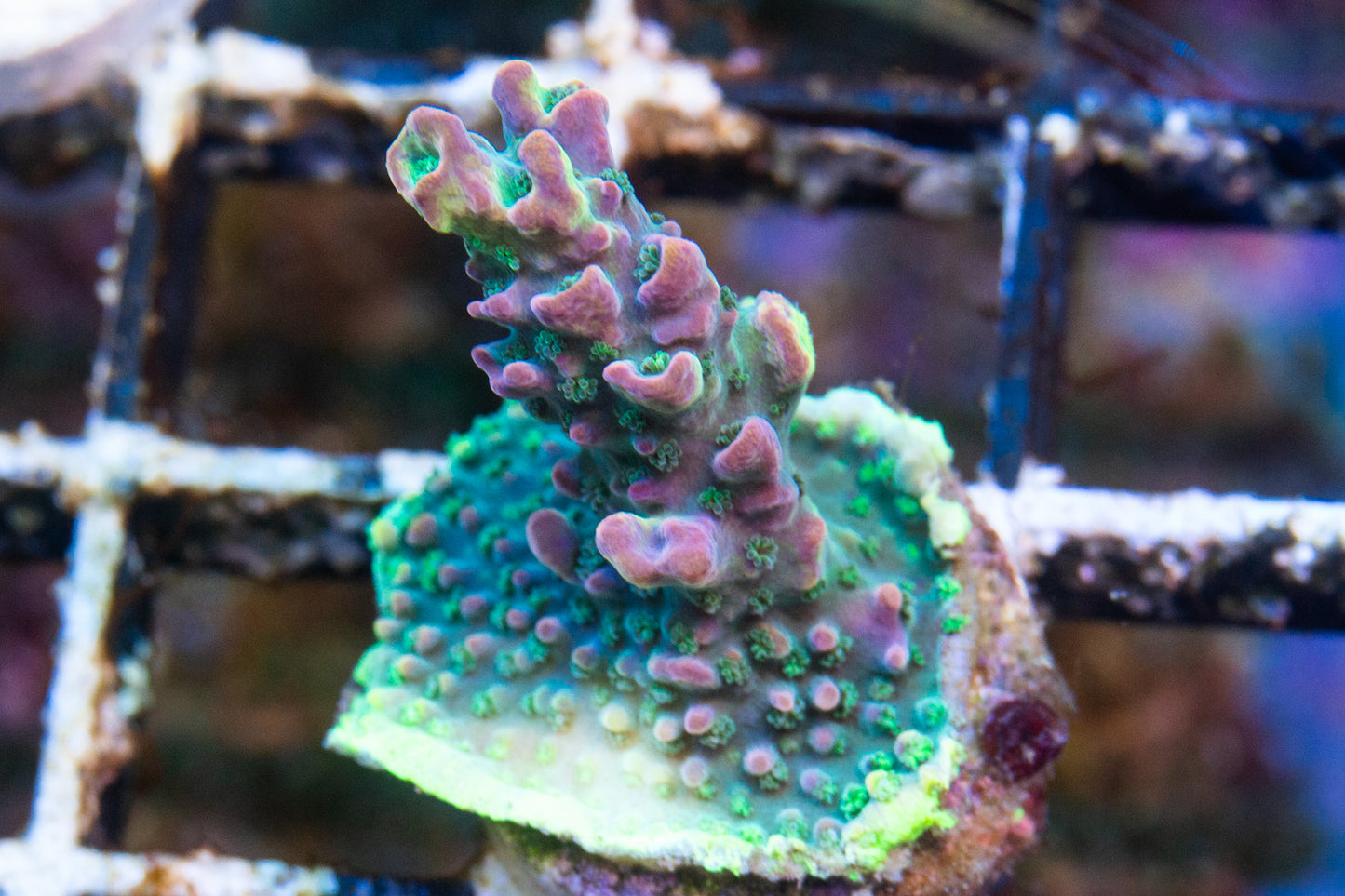 Dusk Dream Acropora