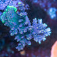 Dusk Dream Acropora