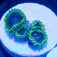 Exosphere Zoas